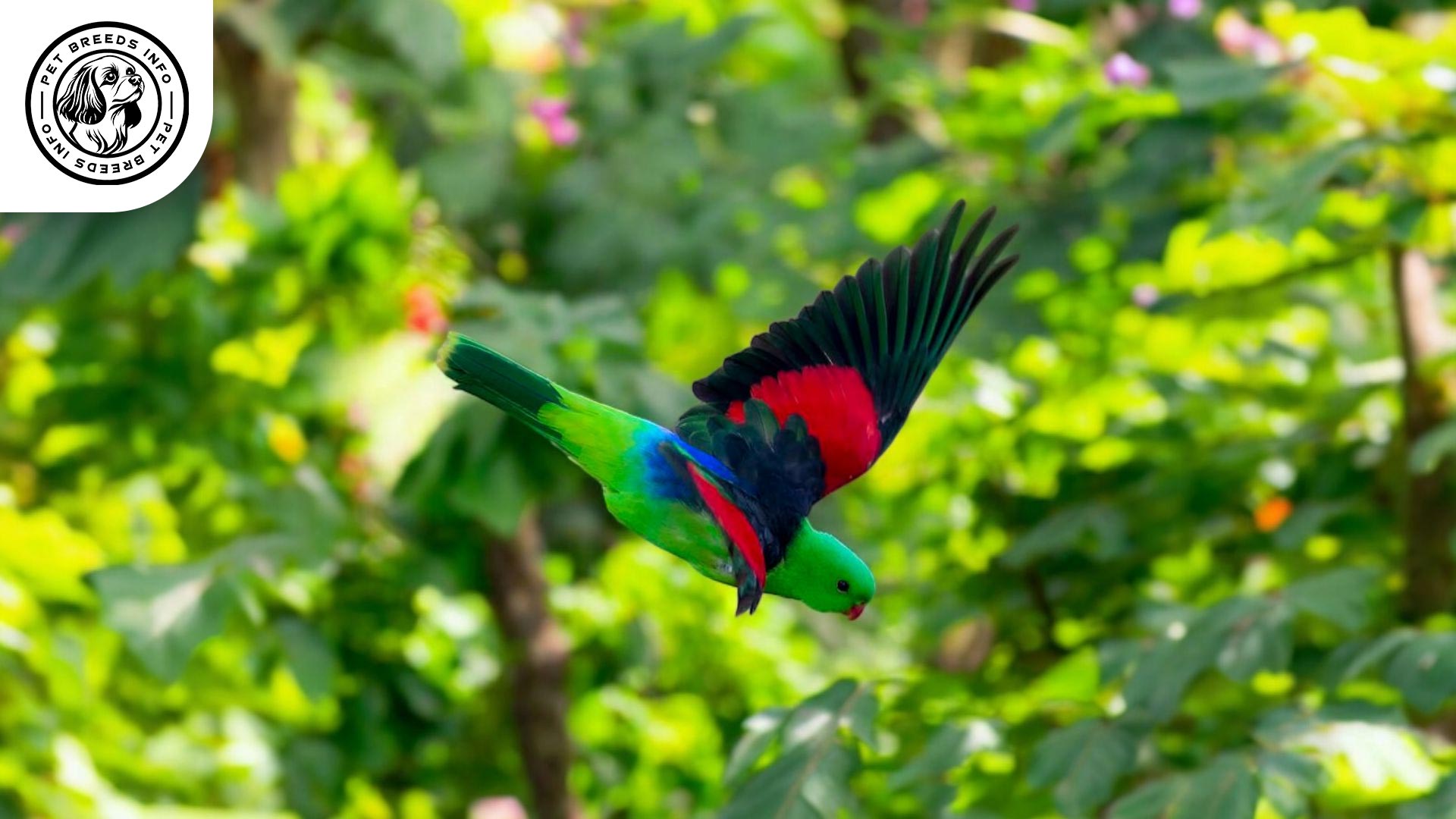 Red-winged Parrotlet Physical Characteristics