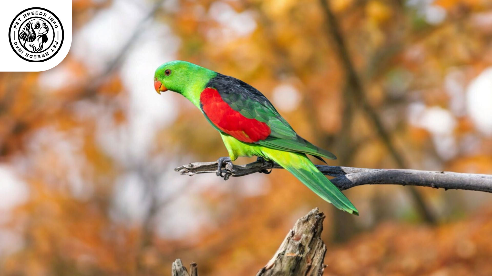 Red-winged Parrotlet