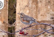 Redwing Finch