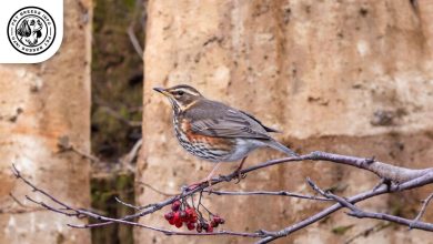 Redwing Finch