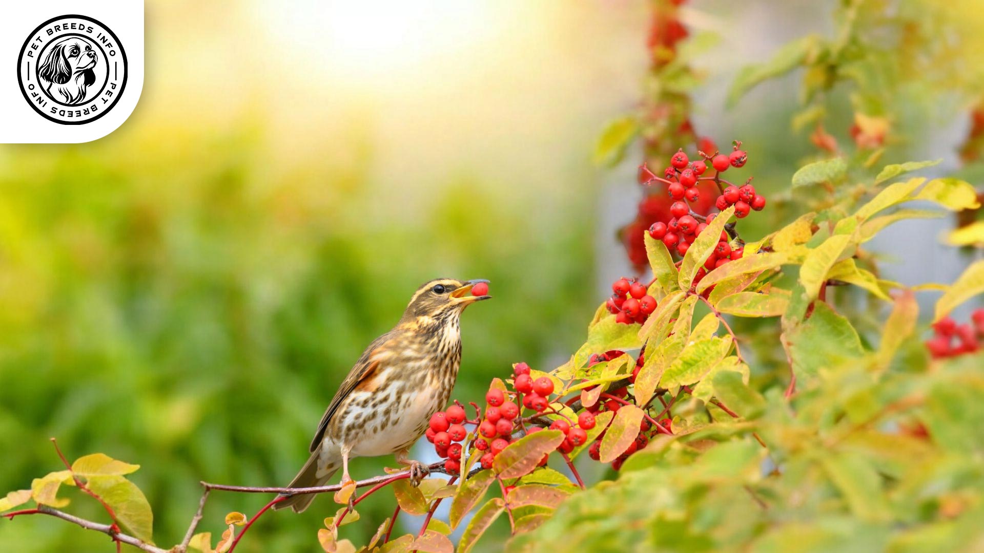 Redwing Finch Diet