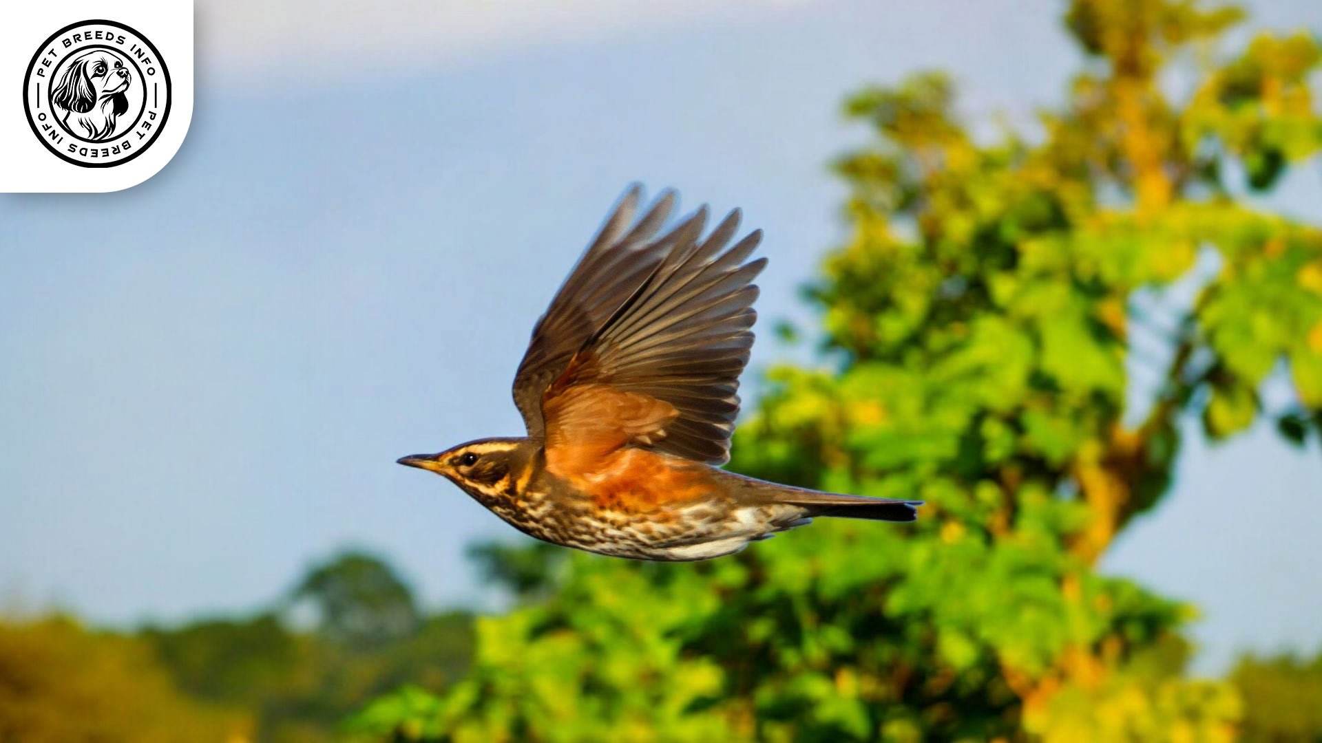 Redwing Finch Physical Characteristics