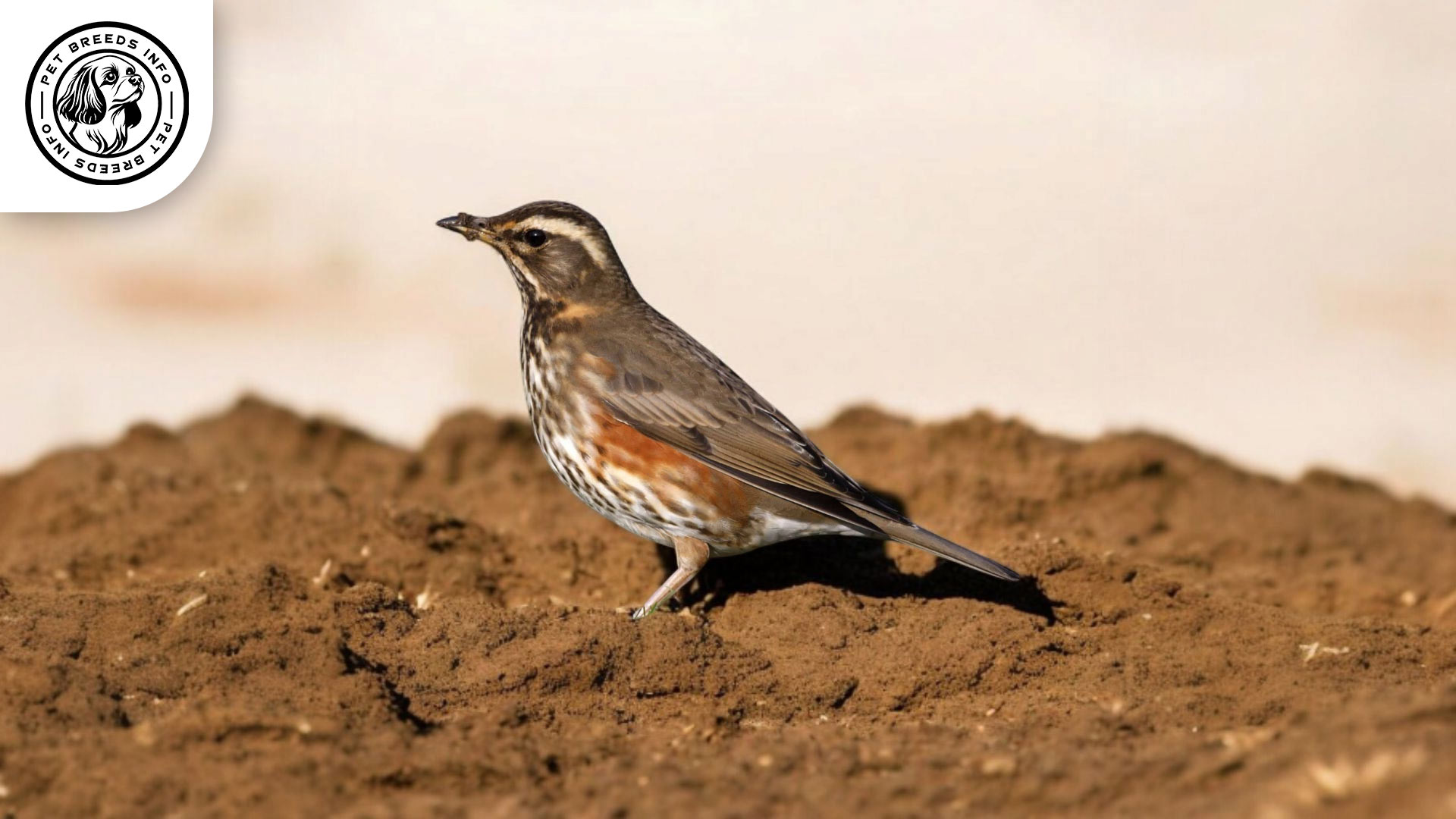 Redwing Finch personality