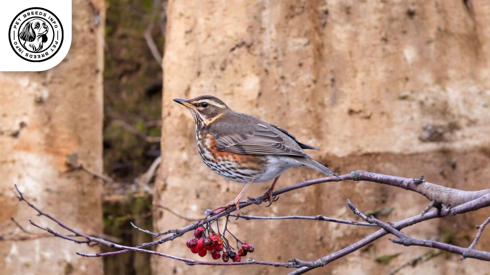 Redwing Finch