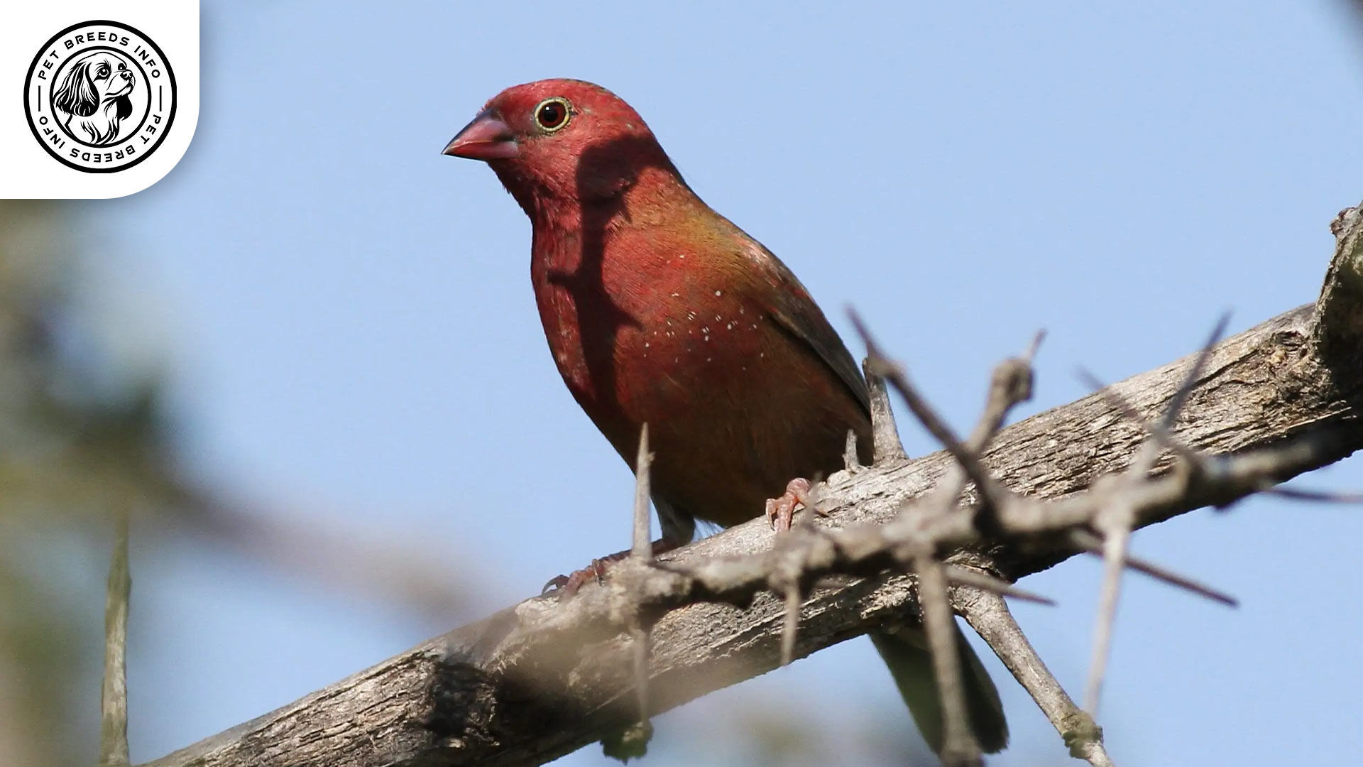 Reichenow's Firefinch Personality