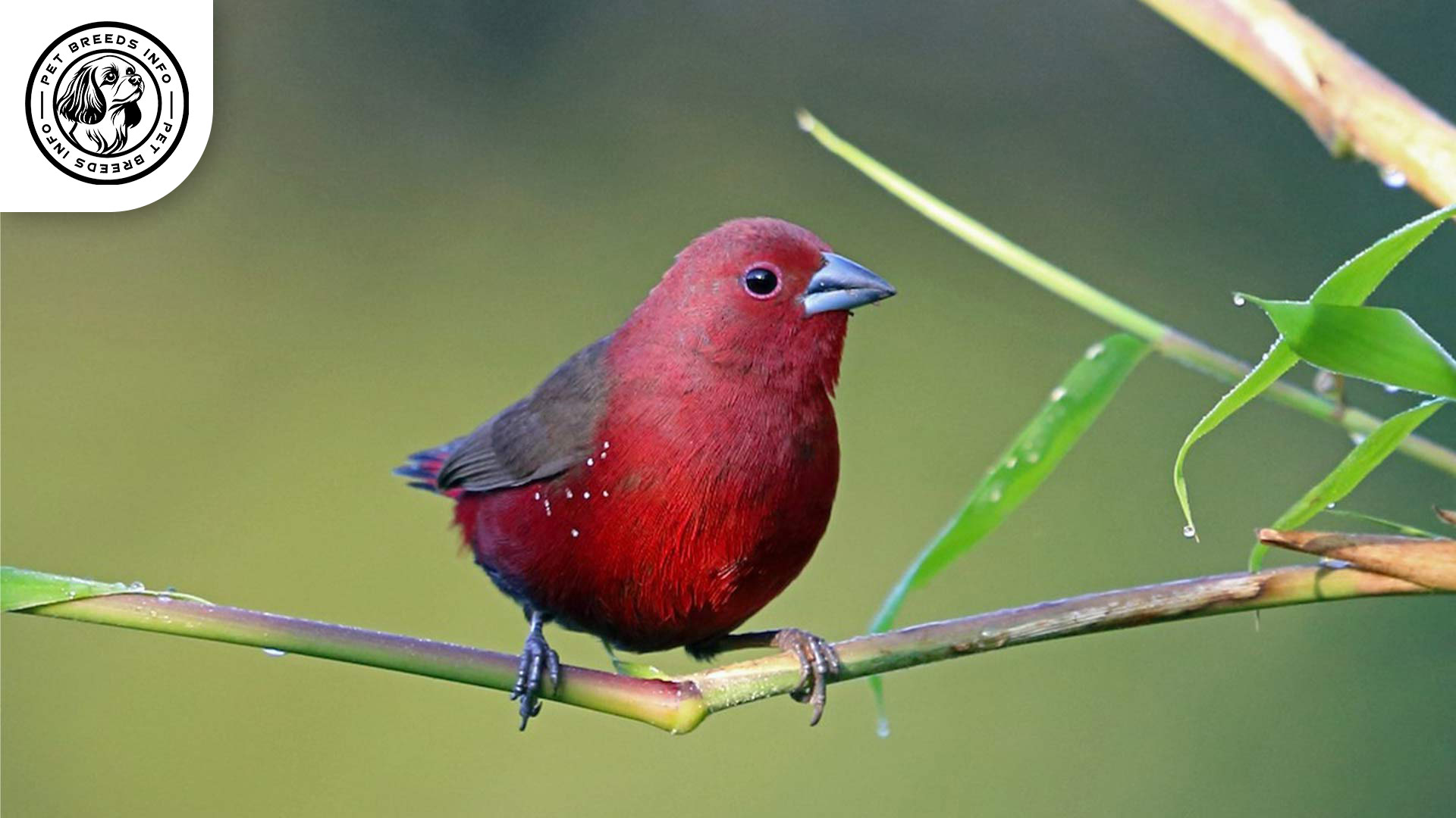 Reichenow's Firefinch Diet