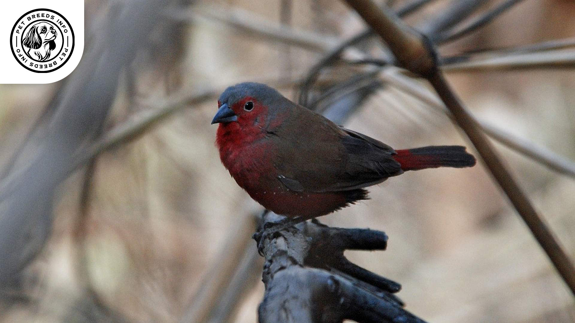 Reichenow's Firefinch Interaction