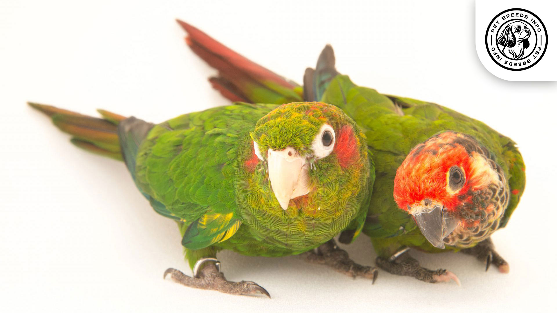 Rose-fronted-Conure Personality