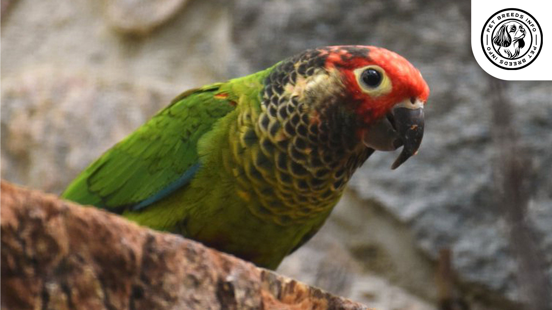 Rose-fronted Conure Physical