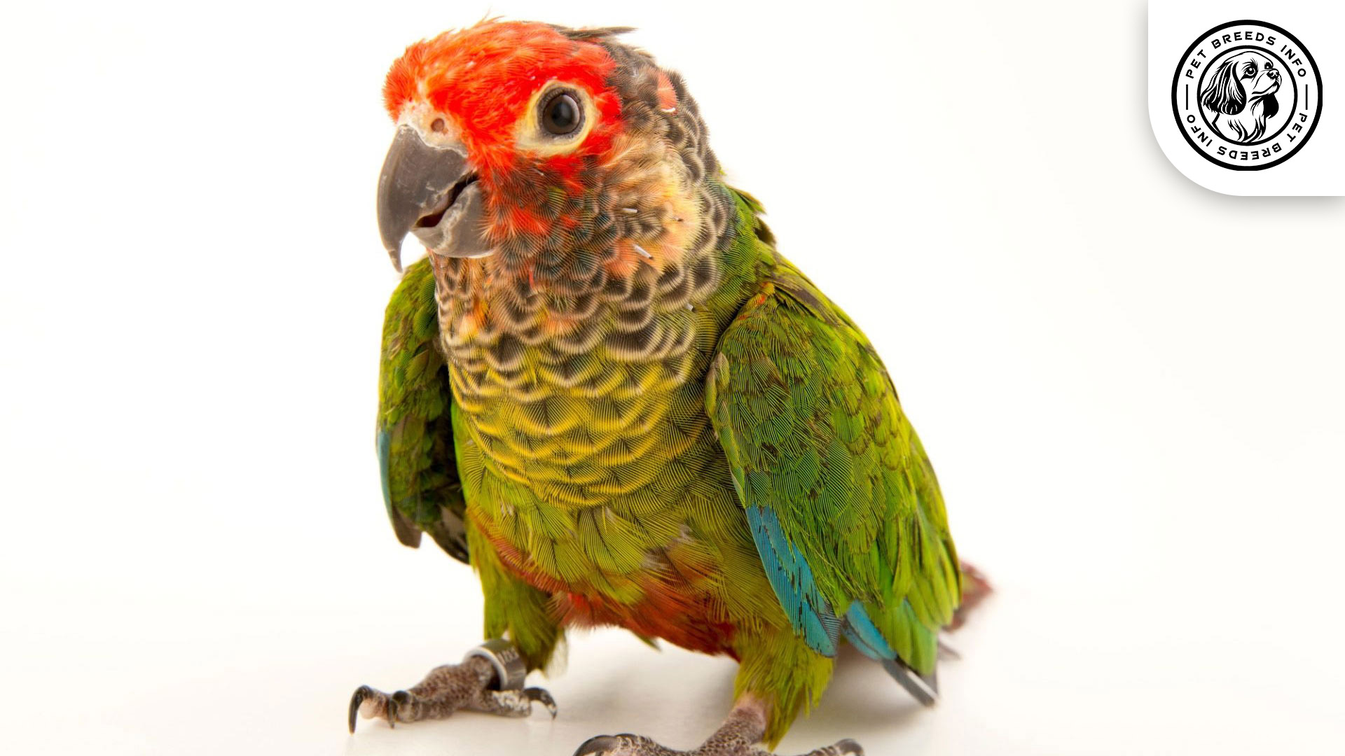 Rose-fronted Conure
