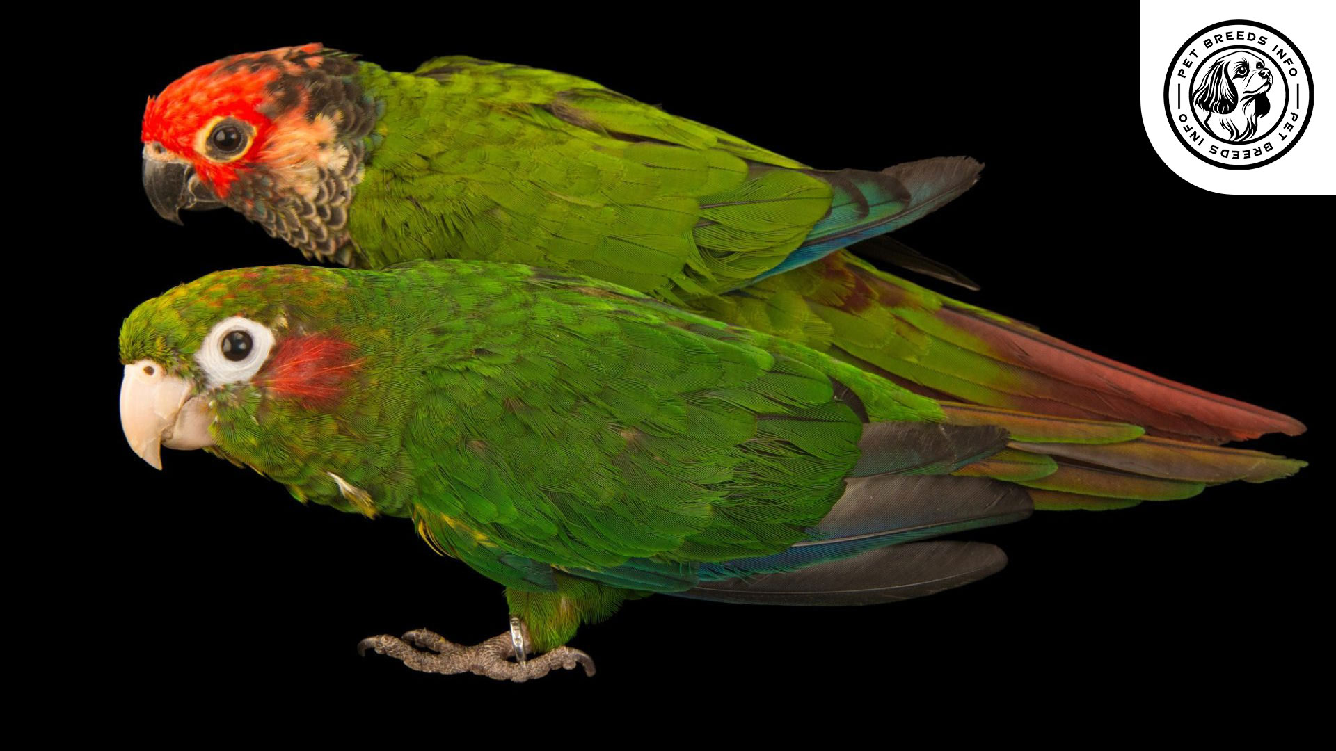 Rose-fronted Conure Diet