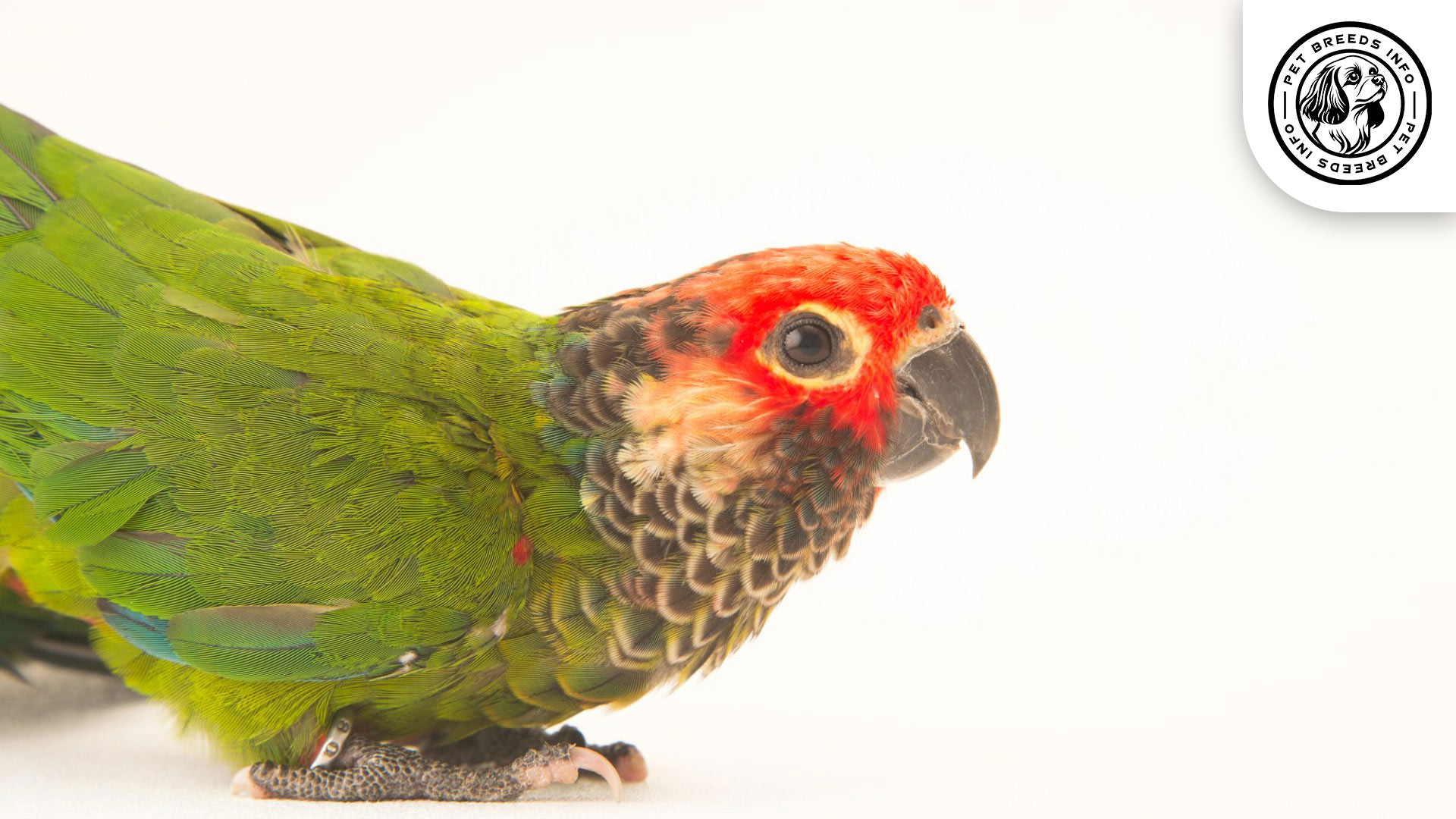 Rose-fronted-Conure Interaction