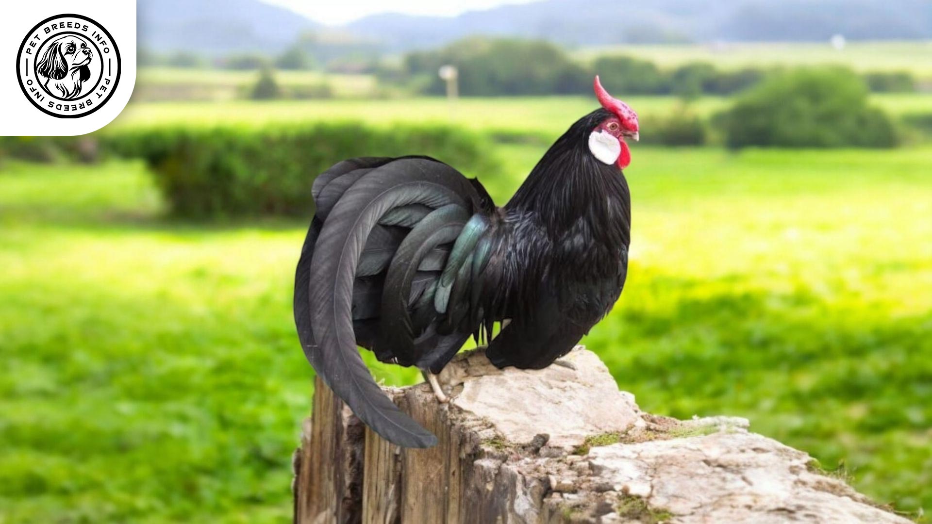 Rosecomb Bantam Care