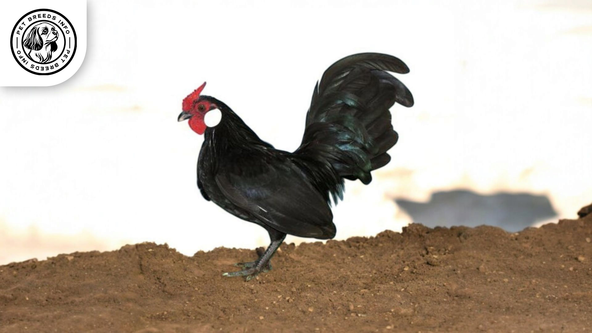 Rosecomb Bantam Personality