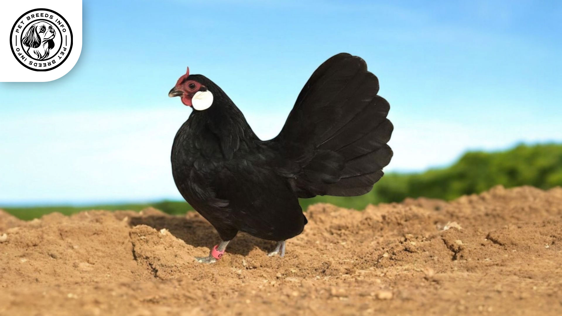 Rosecomb Bantam Physical Characteristics