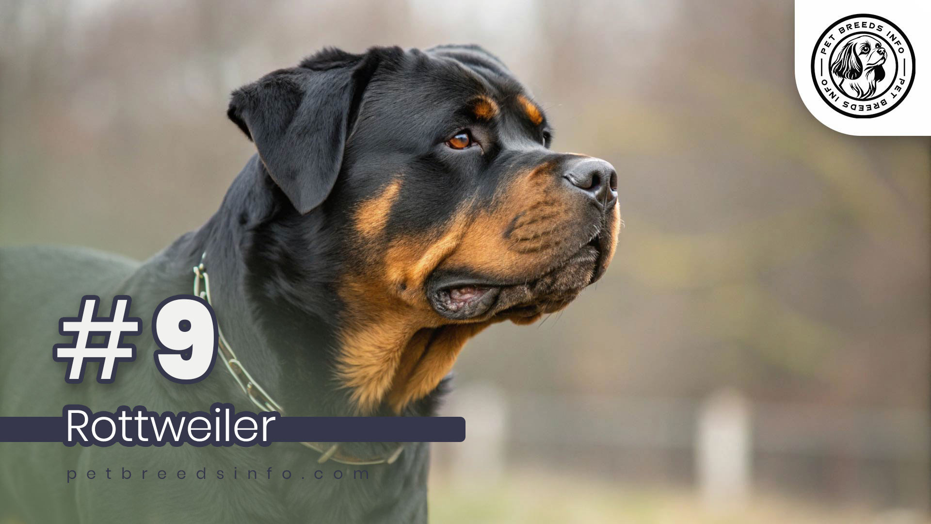 Rottweiler