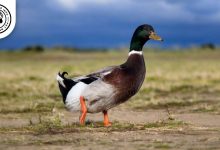 Rouen Duck