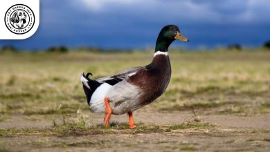 Rouen Duck