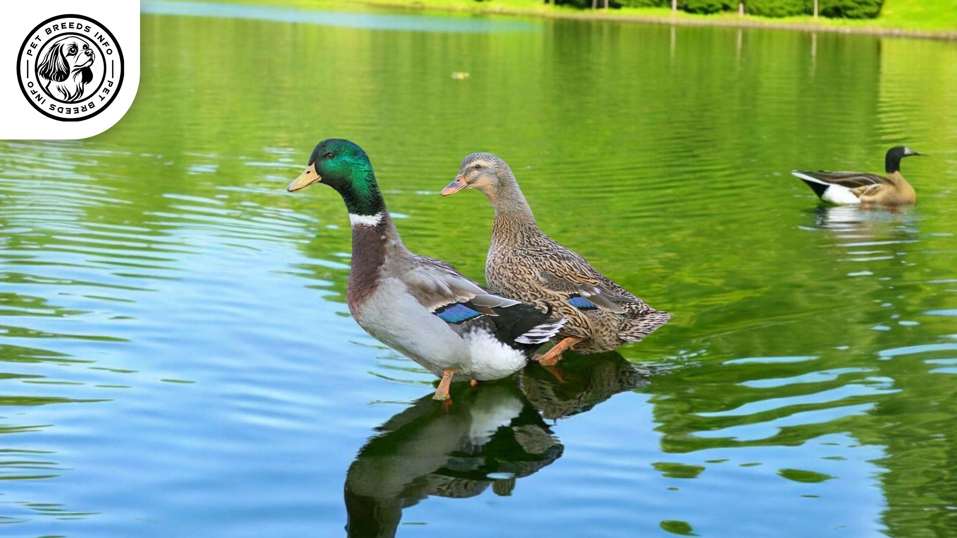 Rouen Duck Interaction