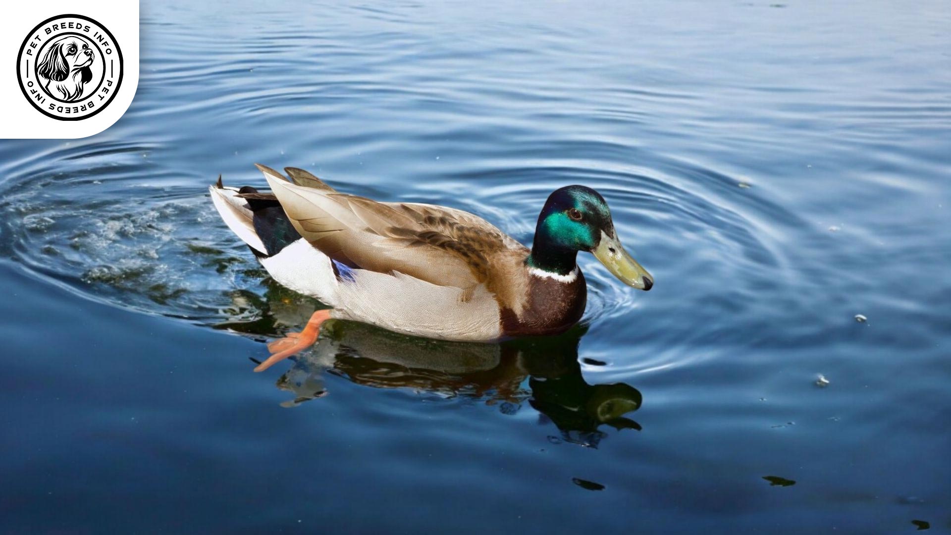 Rouen Duck Physical Characteristics