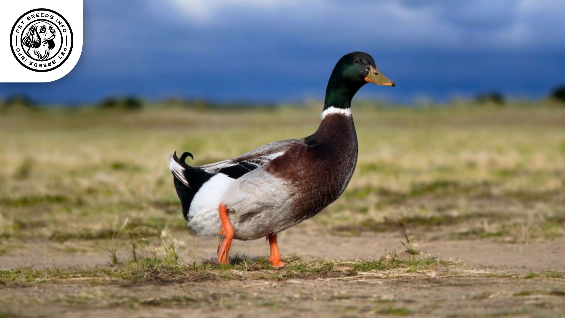 Rouen Duck