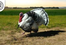 Royal Palm Turkey