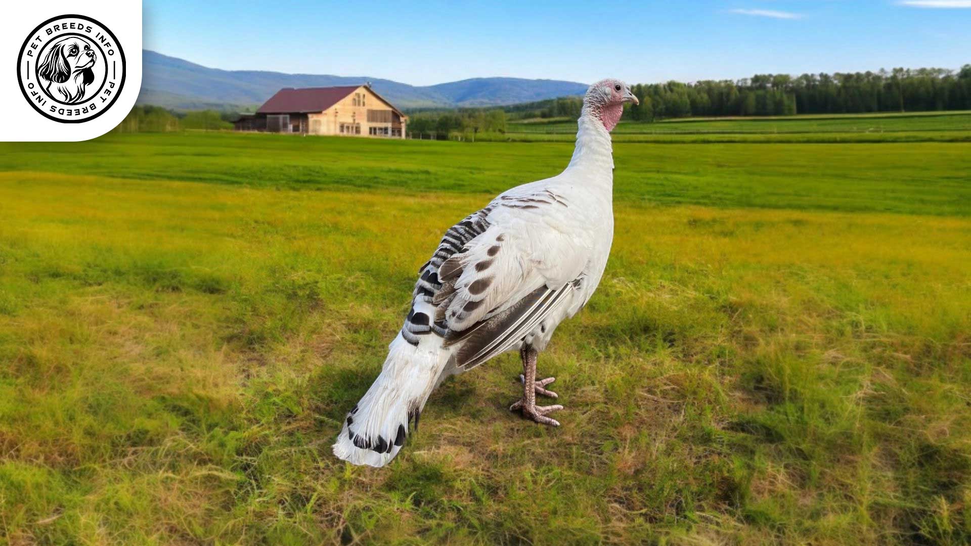 Royal Palm Turkey Care