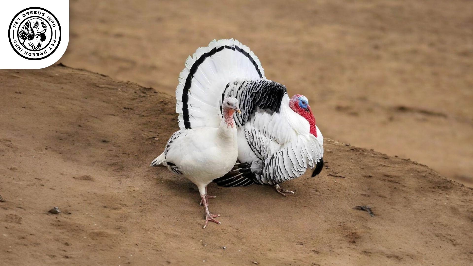 Royal Palm Turkey Interaction
