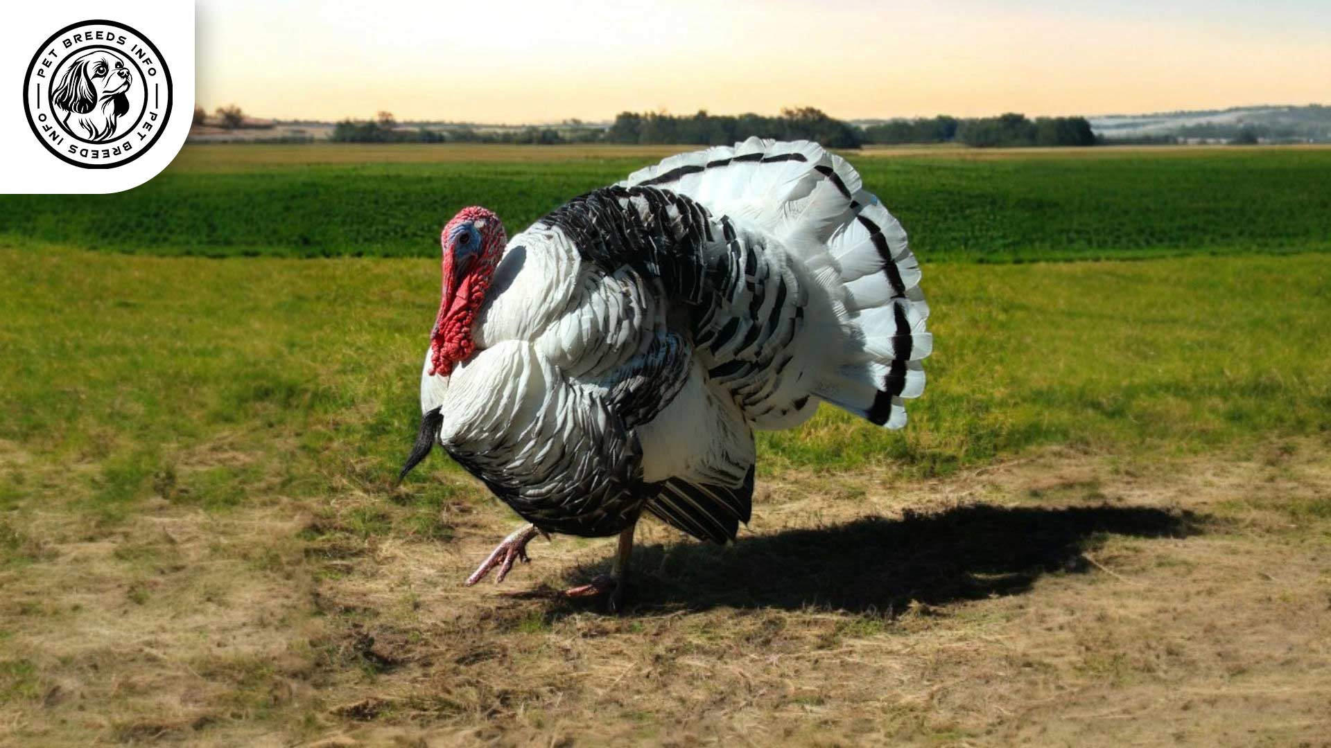 Royal Palm Turkey