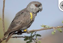 Rüppell's Parrot Bird