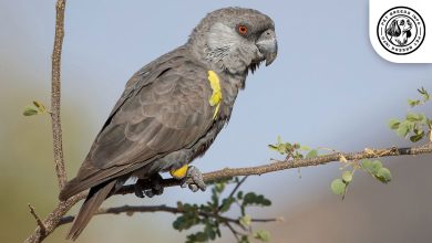 Rüppell's Parrot Bird
