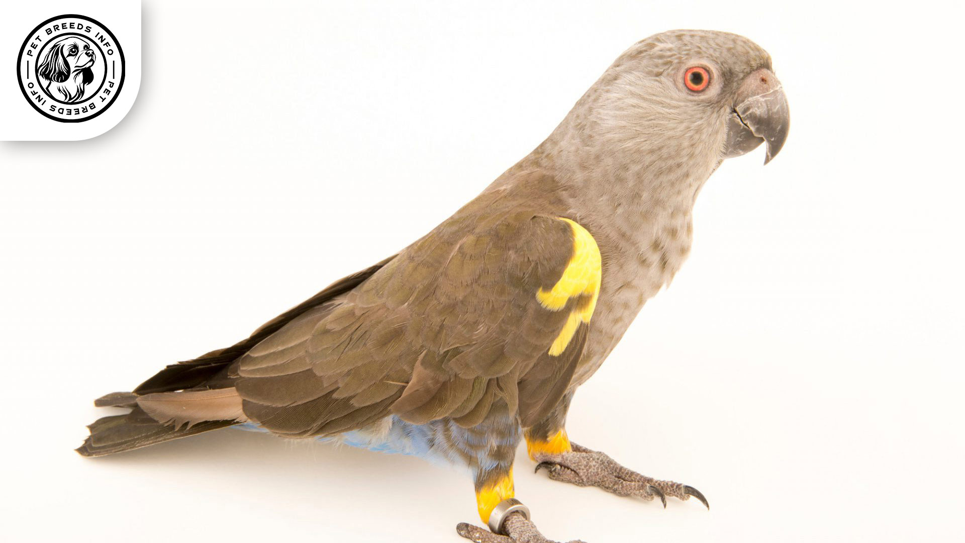 Rüppell's Parrot Bird Diet