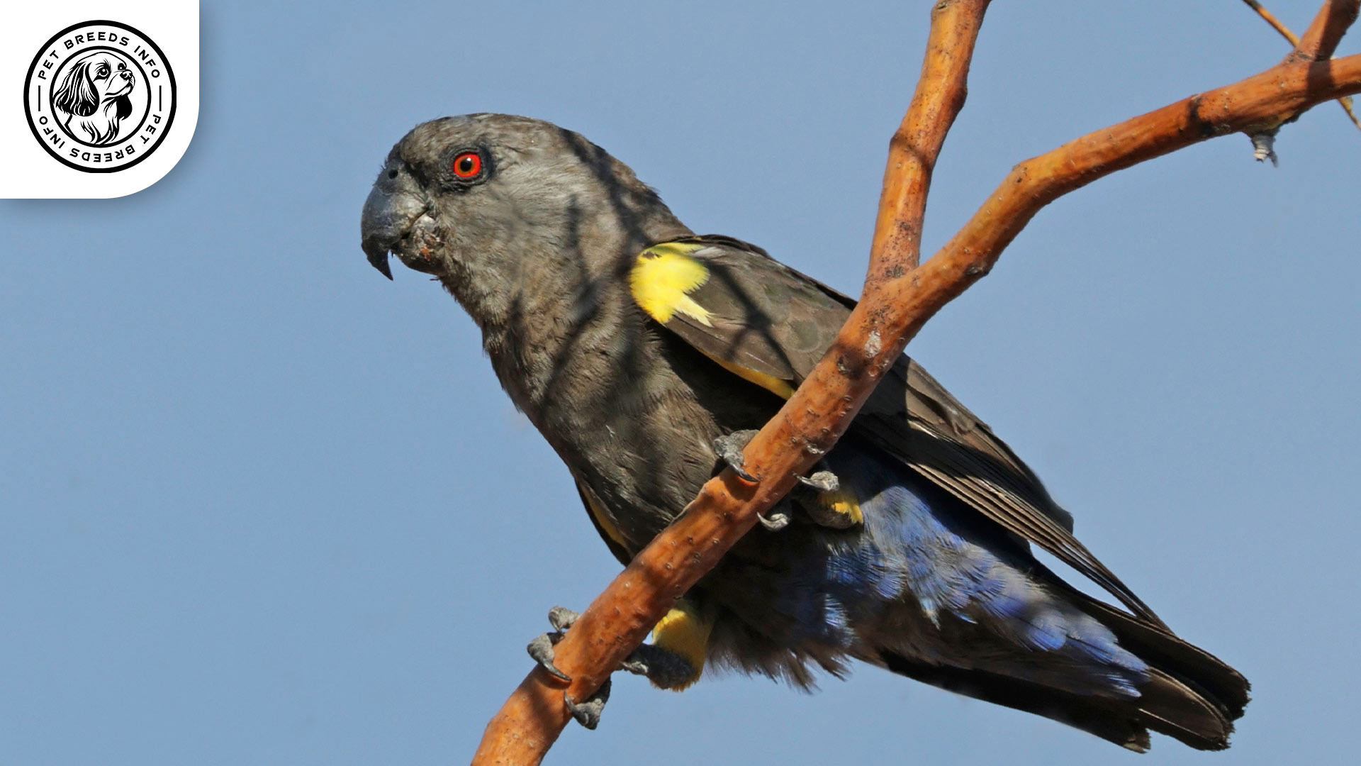 Rüppell's Parrot Bird Interaction