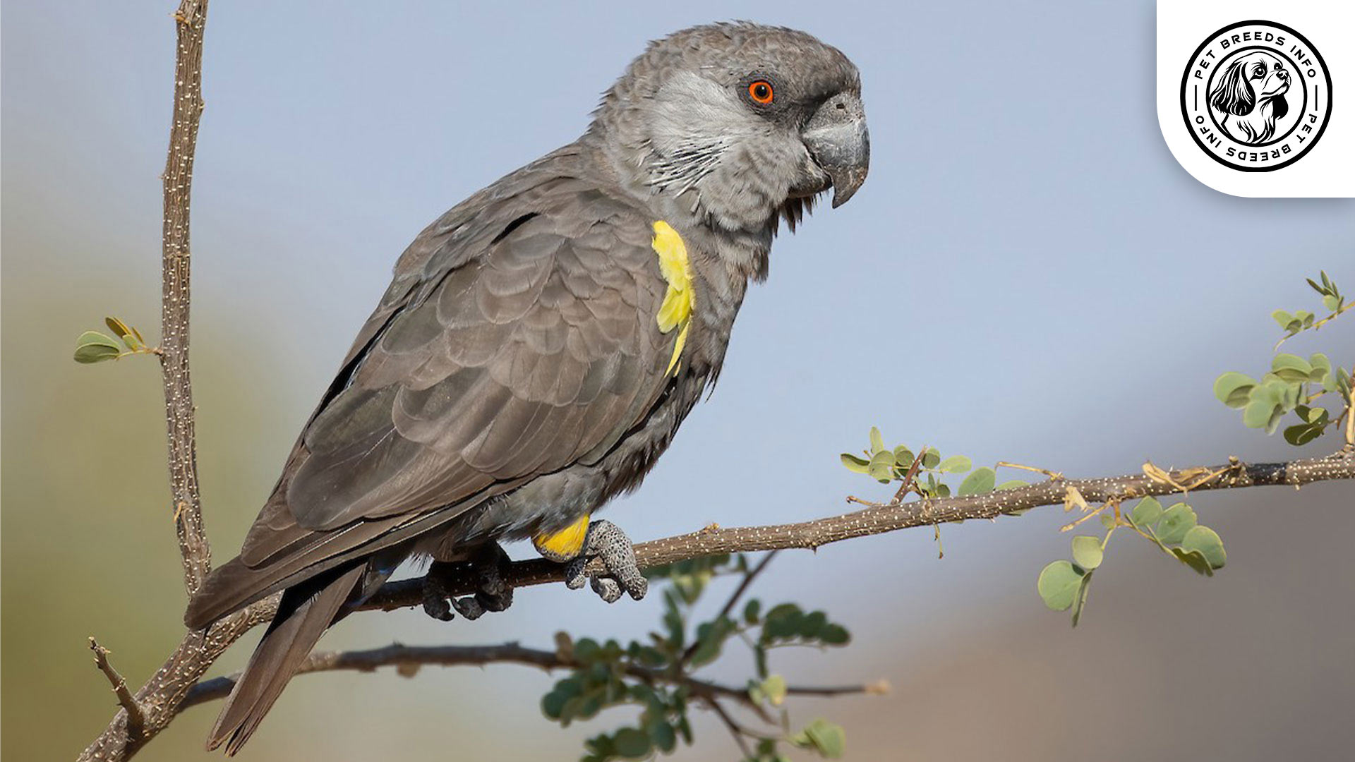 Rüppell's Parrot Bird