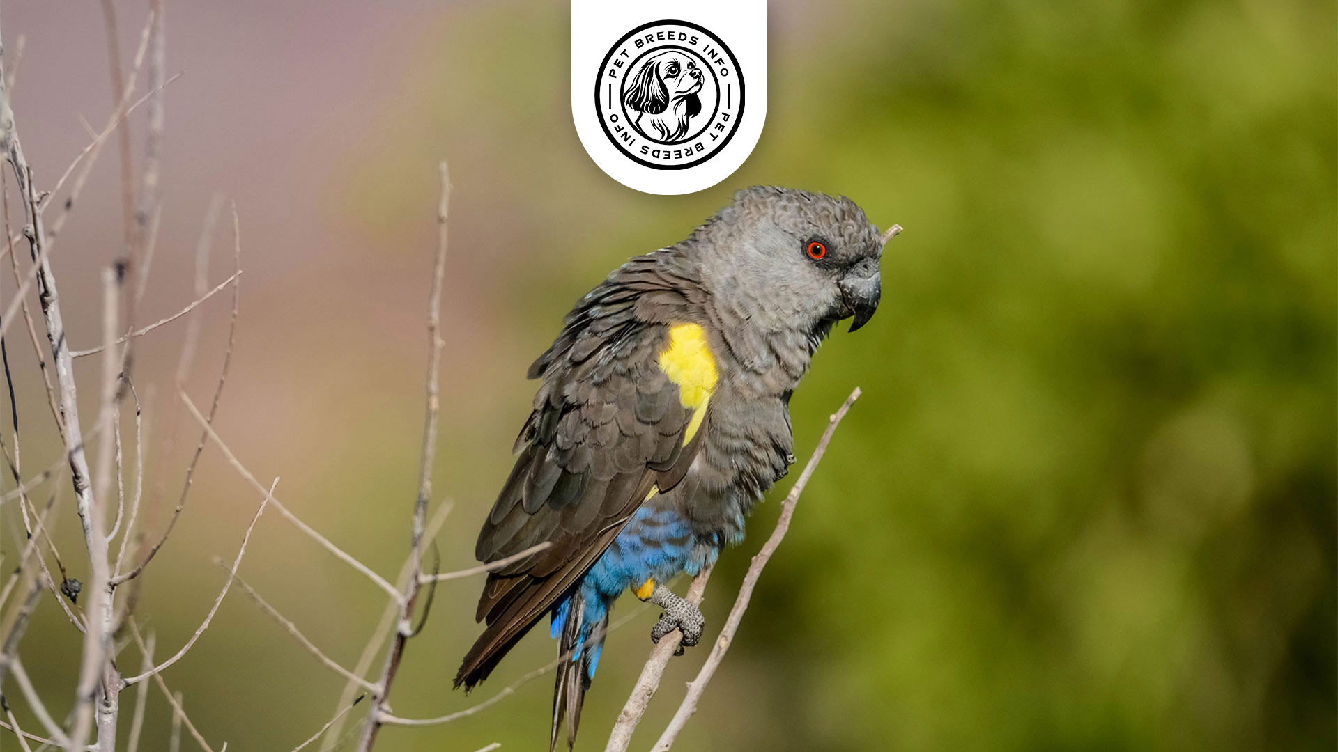 Rüppell's Parrot Bird Personalityt