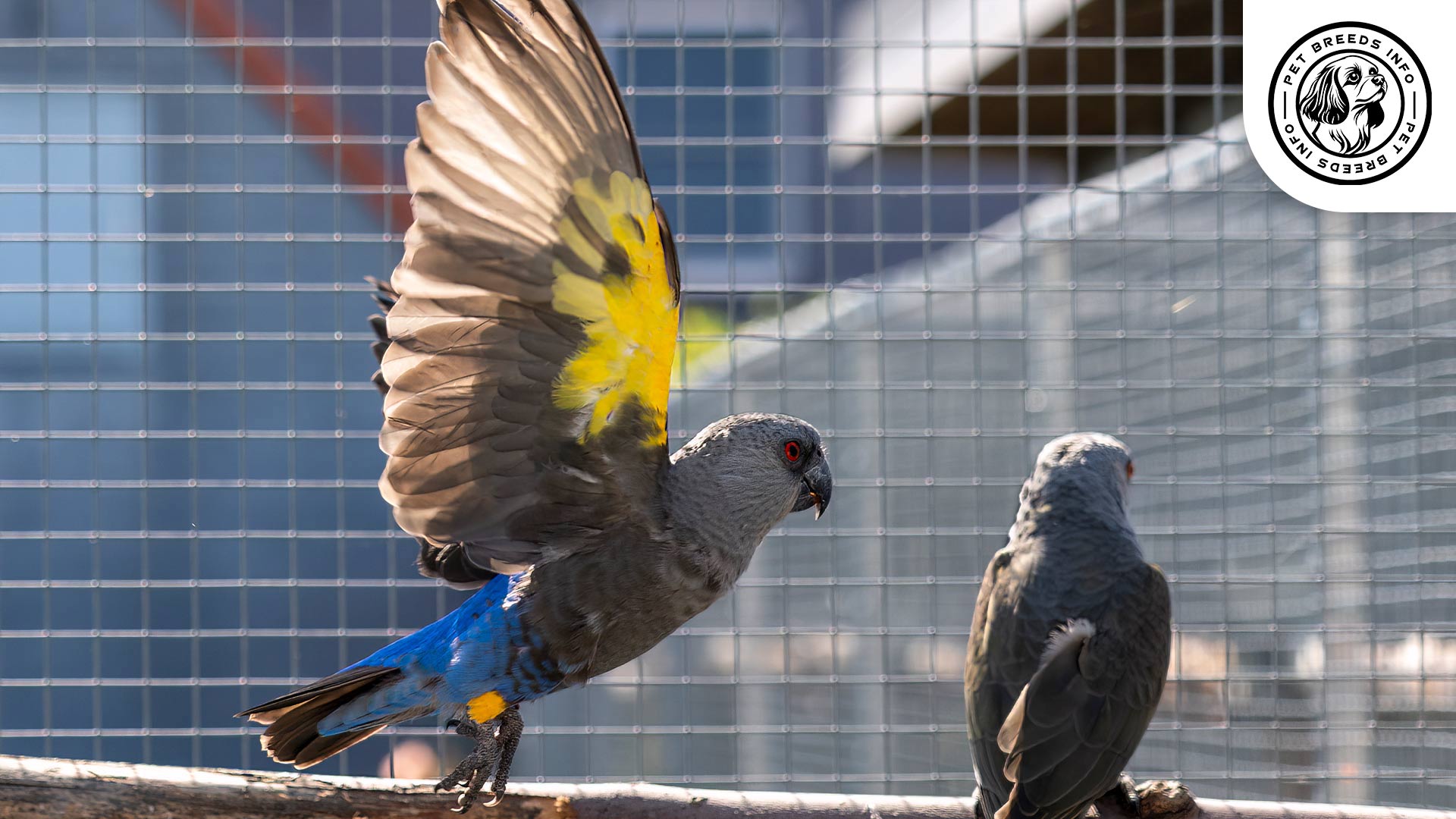 Rüppell's Parrot Physical