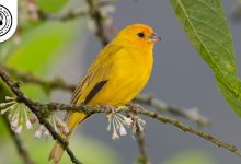 Saffron Finch