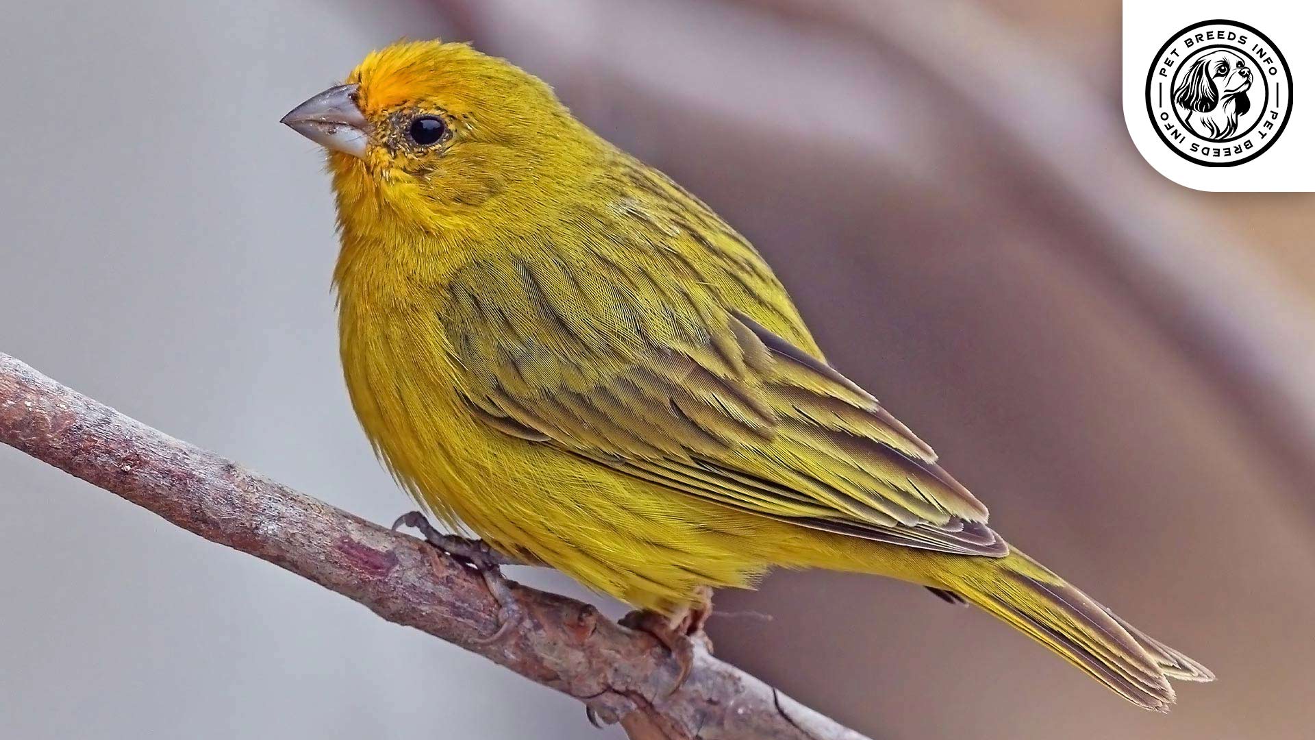 Saffron Finch Interaction