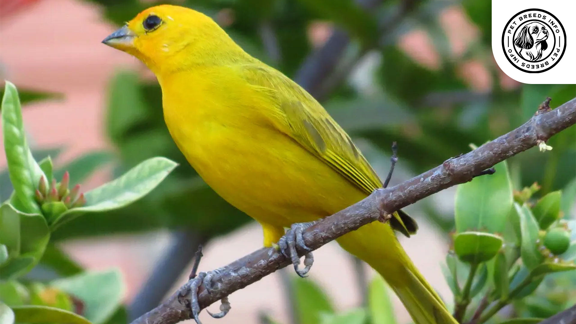 Saffron Finch Personality