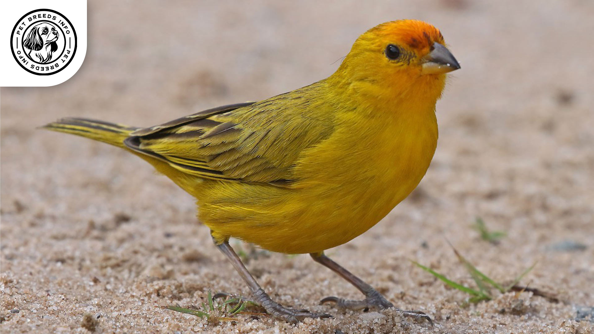 Saffron Finch Physical