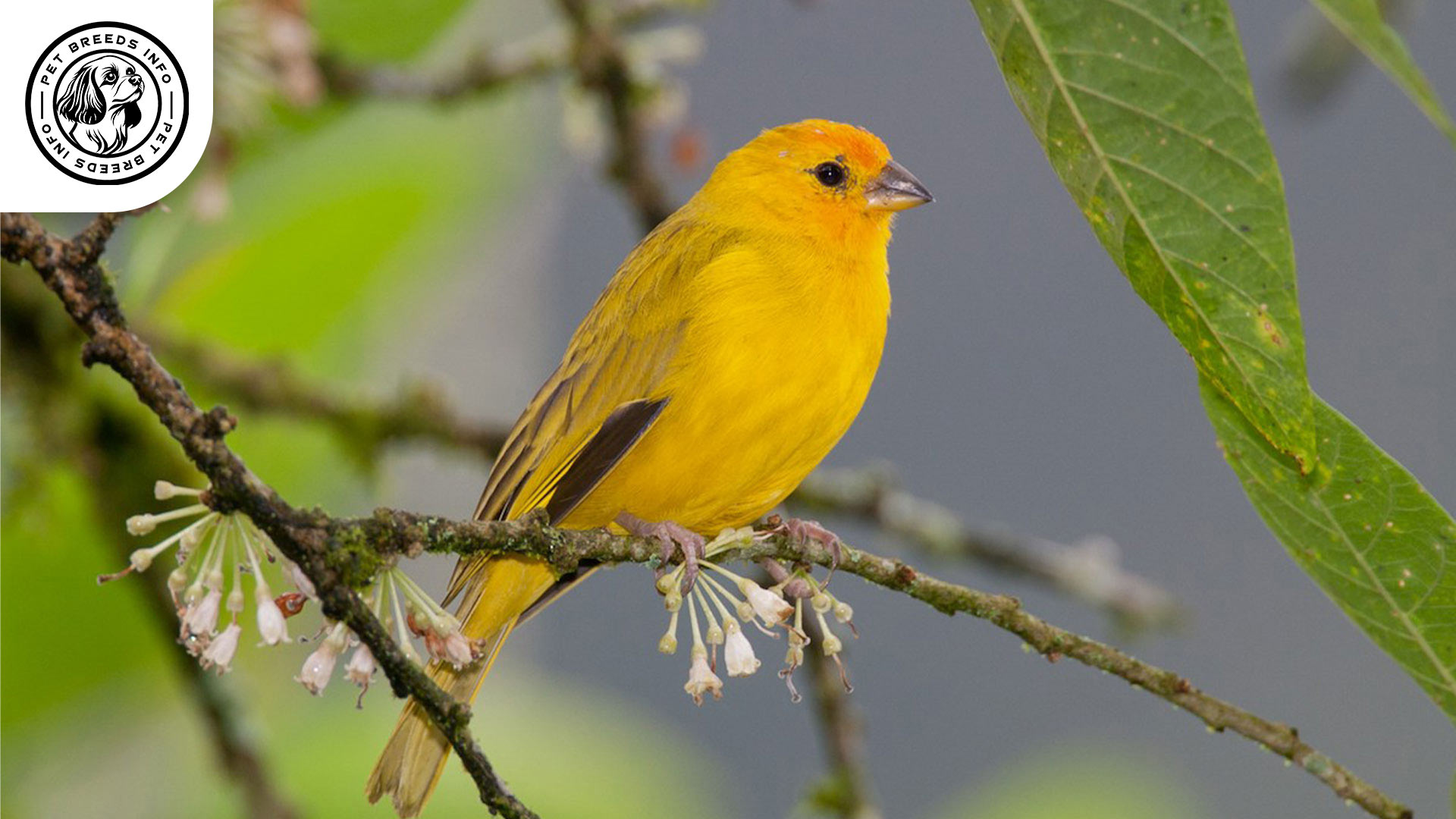 Saffron Finch