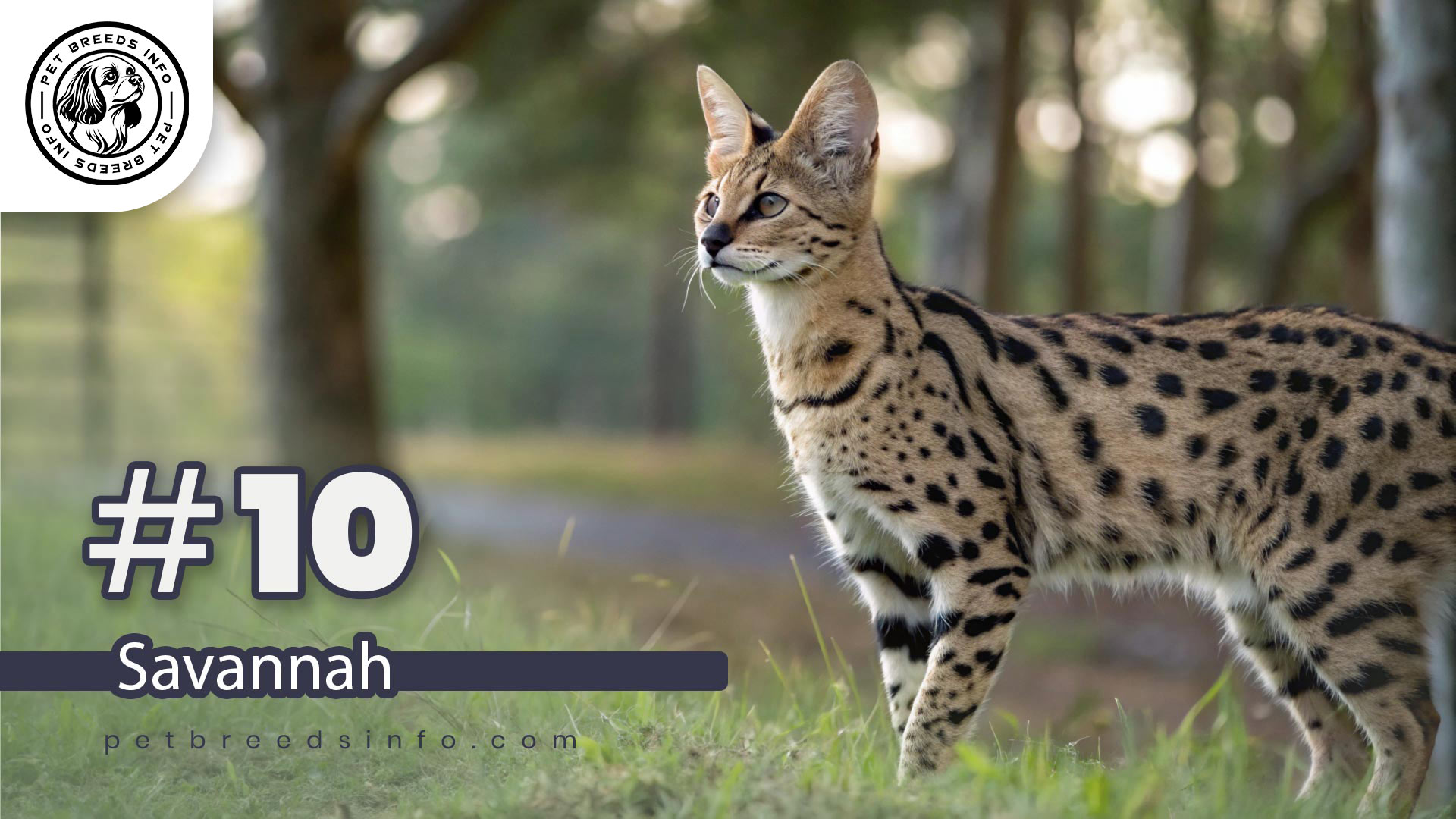 Savannah Cat