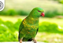 Scaly-breasted Lorikeet