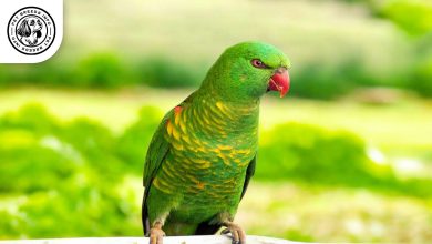 Scaly-breasted Lorikeet