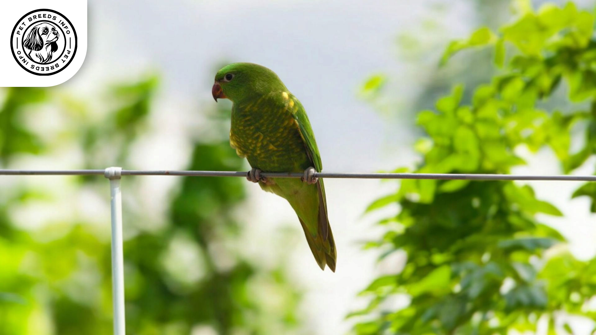 Scaly breasted Lorikeet Care