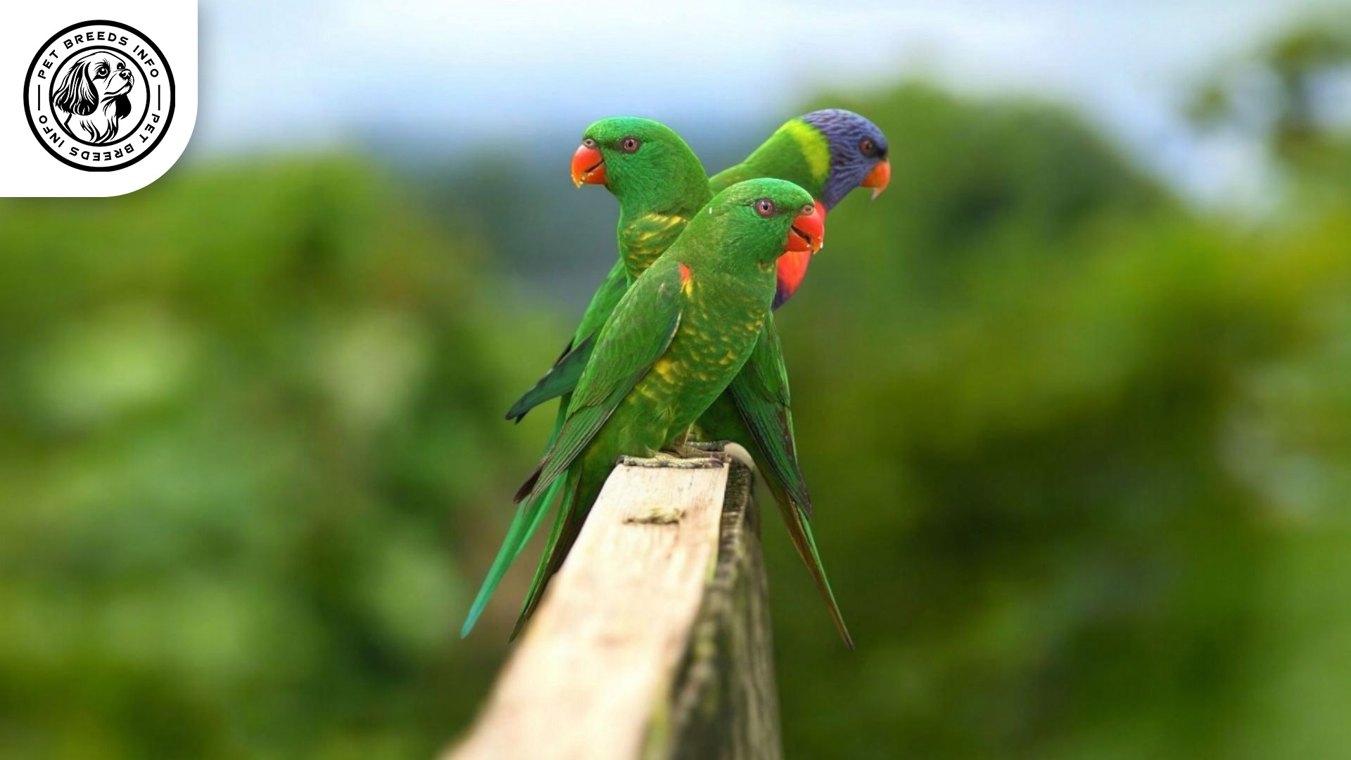 Scaly breasted Lorikeet Interaction