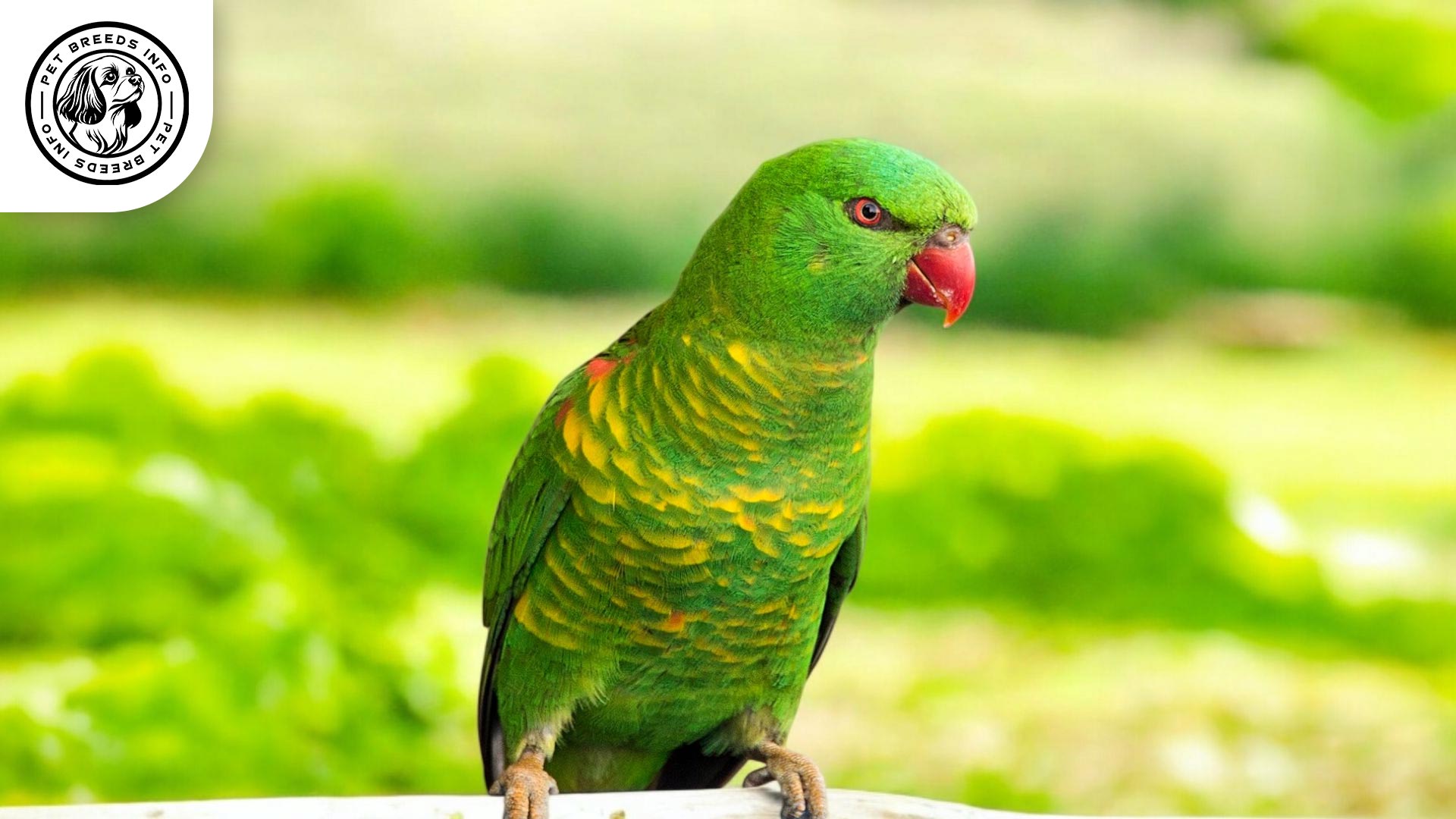 Scaly-breasted Lorikeet