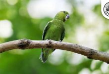 Sclater's Parrotlet