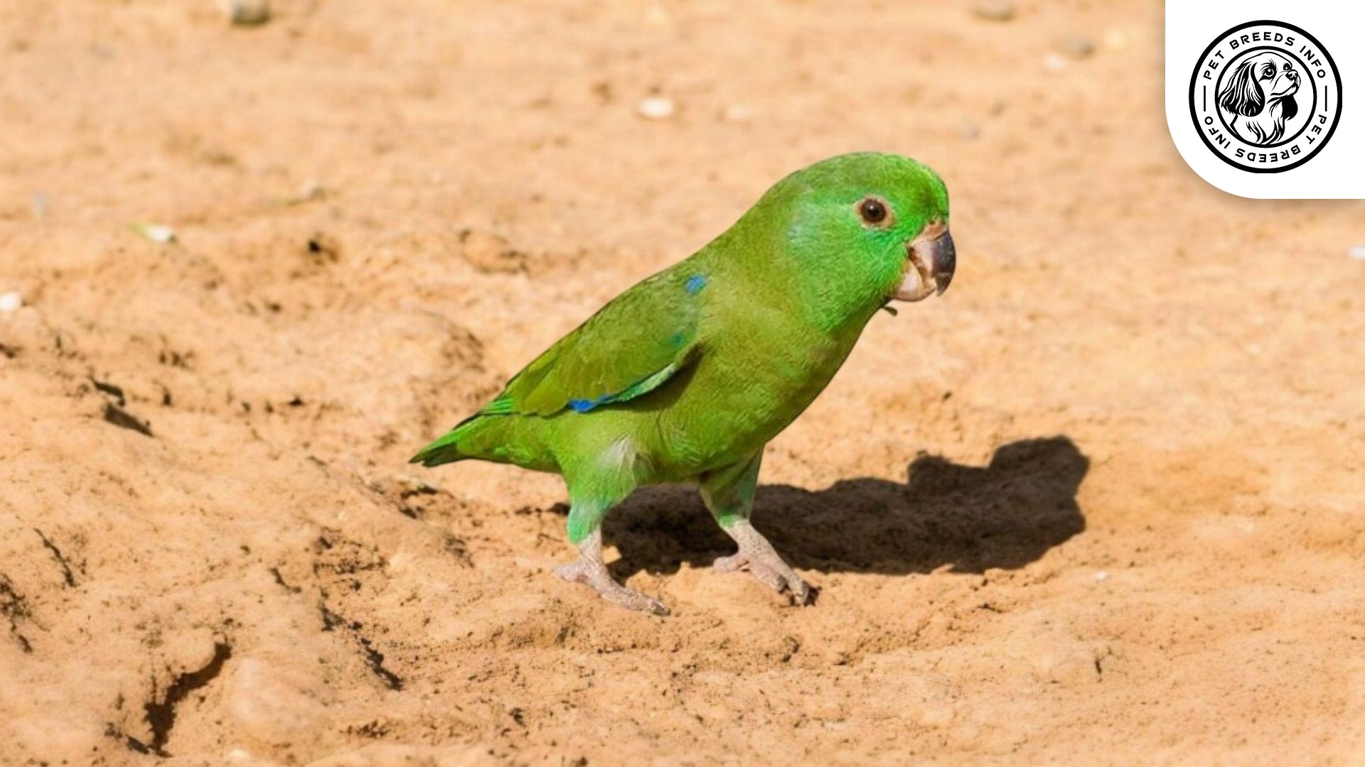 Sclater's Parrotlet Care