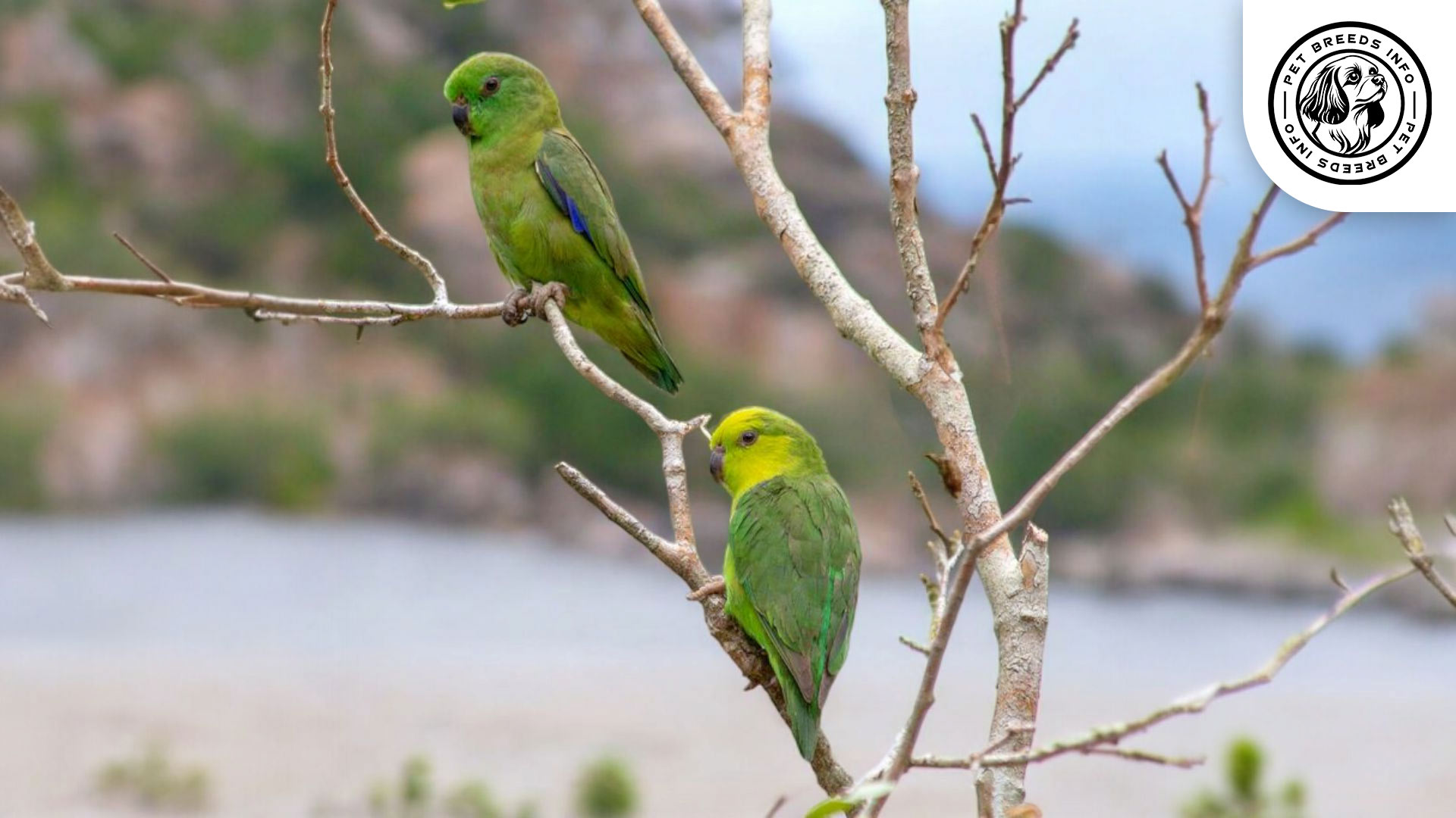 Sclater's Parrotlet Interaction